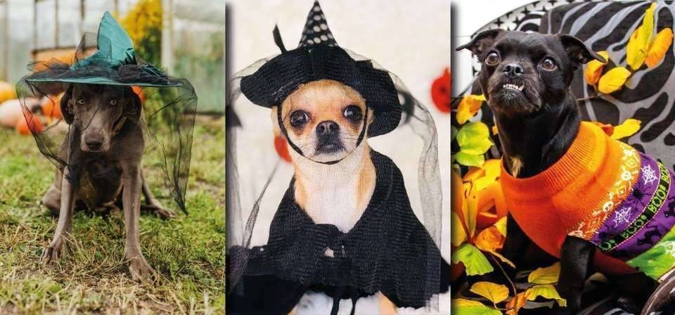 Pet Halloween será neste sábado (29/10), das 10h às 12h, na Animalle Mundo Pet, no bairro Gutierrez