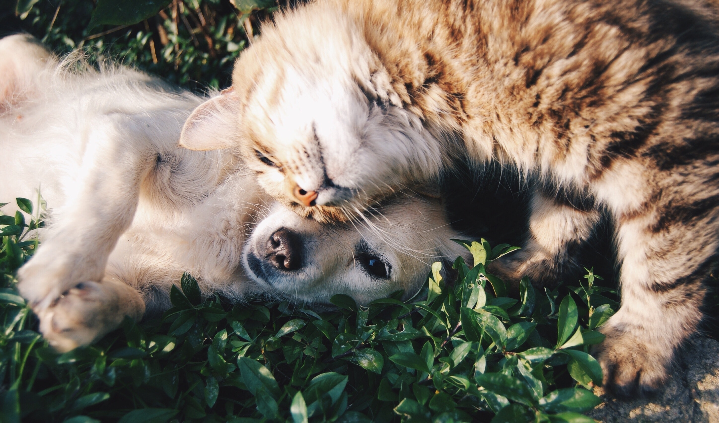 Belo Bicho Cães Gatos Acessórios