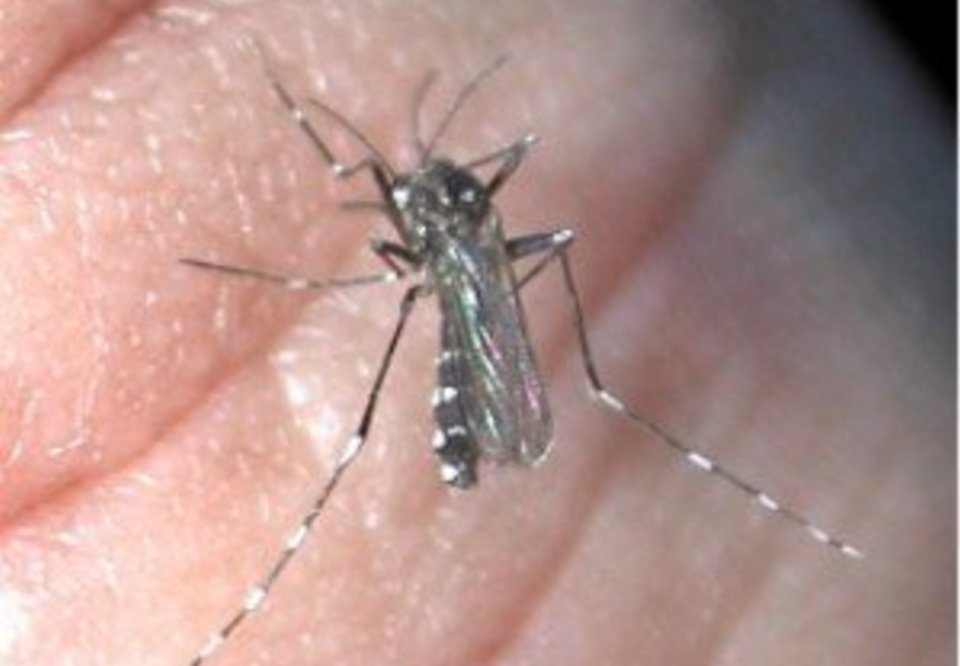 Main 12 dengue