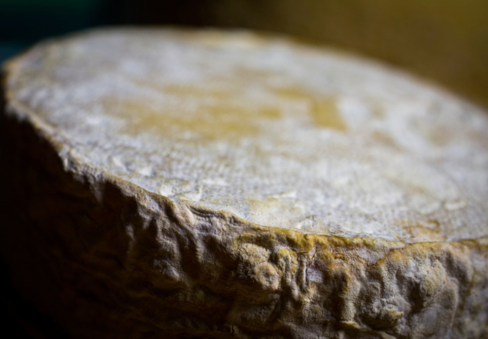 Main minas formaliza queijo minas artesanal com casca de fungos