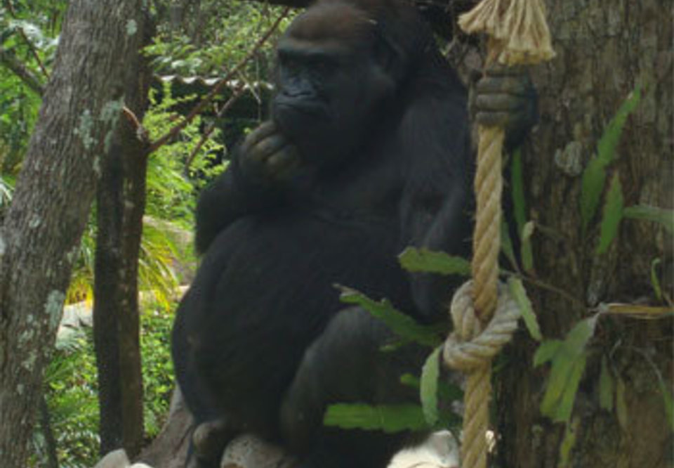 Main 2 gorila