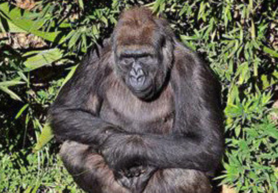 Main zoo de bh comemora primeira gestacao de gorilas na america do sul