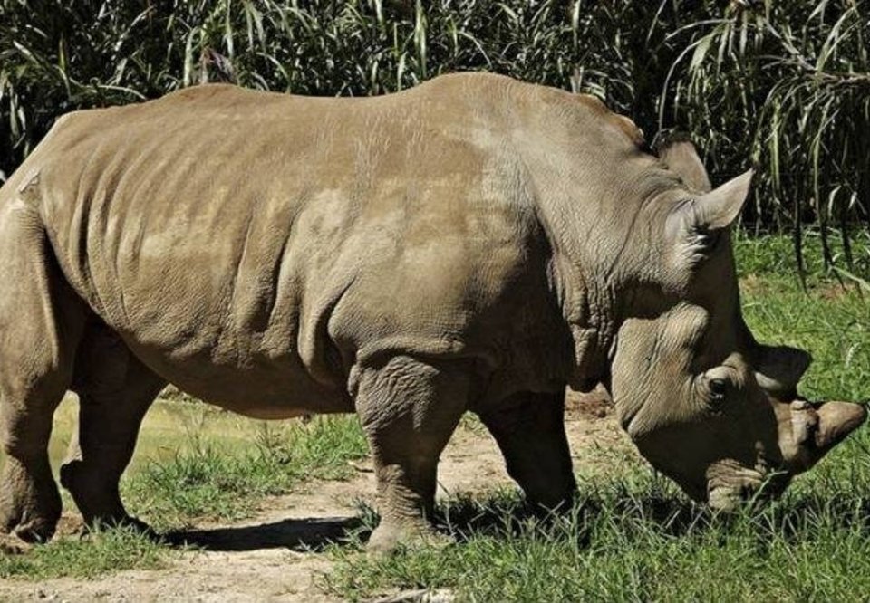 Main 221749 rinoceronte fundacao