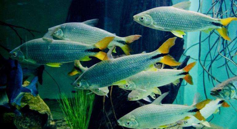 Localizado no Jardim Zoológico da capital, na região da Pampulha, além de atração turística, o aquário oferece estudos sobre biologia, criação e manutenção de peixes em cativeiro