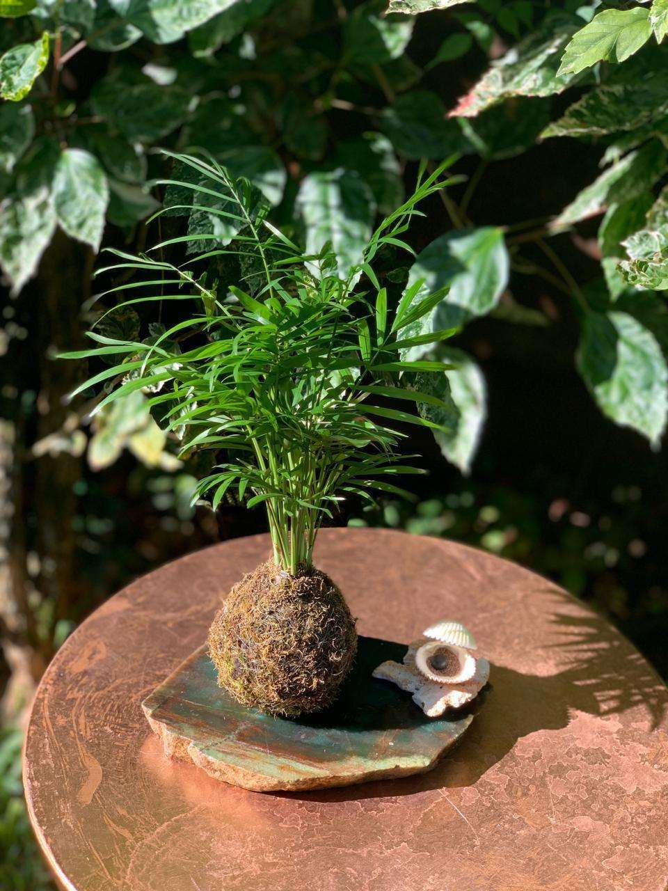 Kokedama de Palmeira