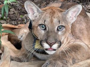 Onça-parda encontrada no Parque Estadual Serra do Rola-Moça