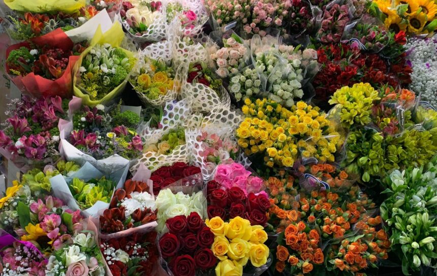 Suculentas, bonsais e orquídeas: a Feira de Plantas e Flores Naturais transforma Santa Efigênia em um verdadeiro jardim