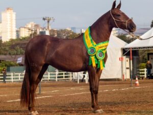 45ª Exposição Nacional do Cavalo Campolina