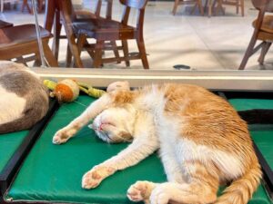 Desde a inauguração do PetCafé, cerca de 500 bichanos encontraram um lar