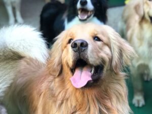 cães em hotel para pet em BH