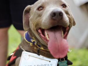 ParCão Fest transforma a Praça da Silveira em um espaço de aprendizado e adoção responsável para cães e gatos