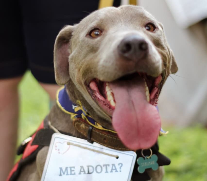 ParCão Fest transforma a Praça da Silveira em um espaço de aprendizado e adoção responsável para cães e gatos