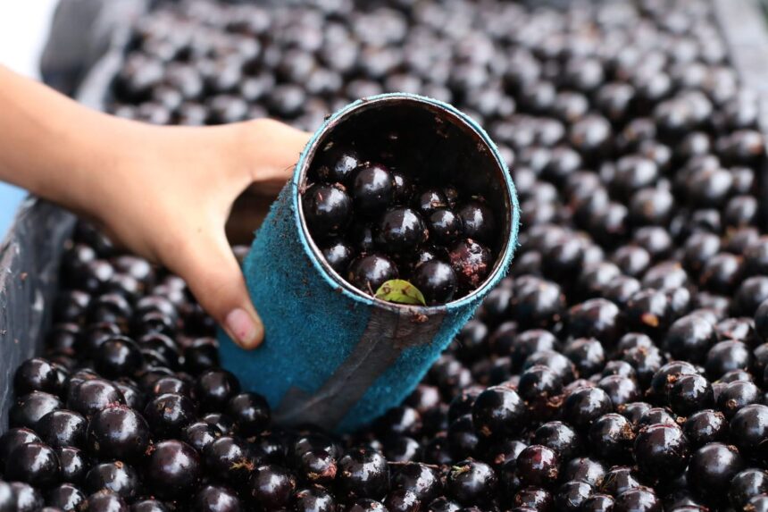 Festival da Jabuticaba