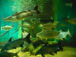 Aquário com peixes de diversas espécies.