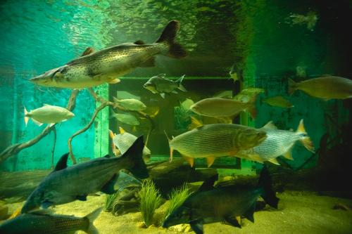 Aquário com peixes de diversas espécies.
