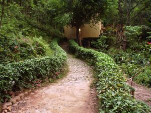 Imagem mostra área verde.