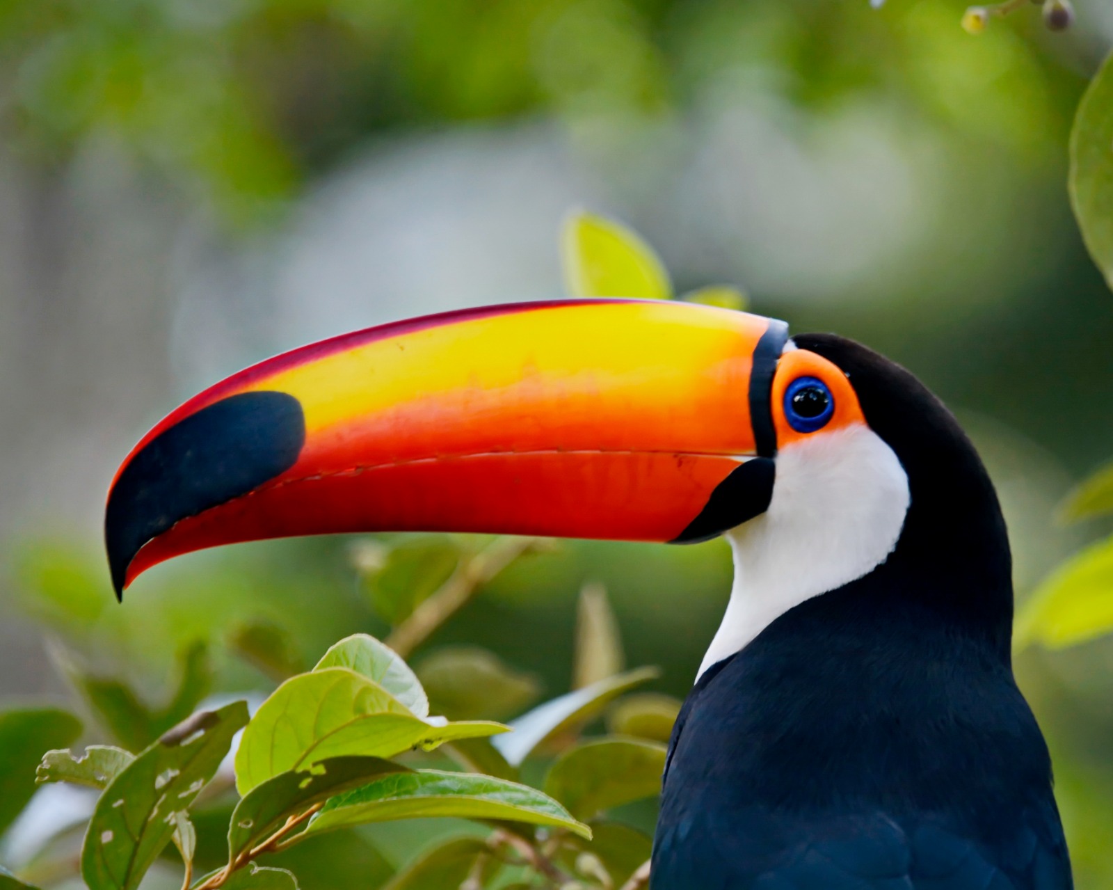 (foto: Amaury Pimenta / Divulgação )