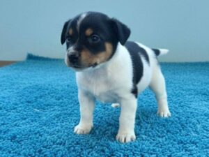 Feira de adoção acontece no Minas Shopping por três dias