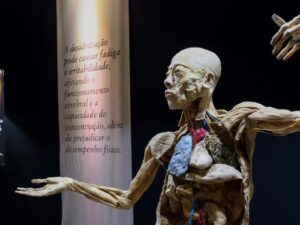 Exposição “Human Bodies – Maravilhas do Corpo Humano” reúne corpos reais preservados por plastinação e convida o público a conhecer a anatomia humana de forma educativa e imersiva