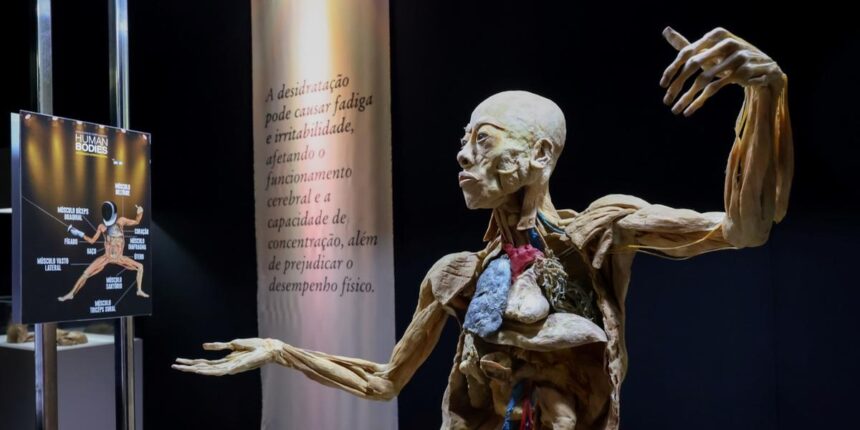 Exposição “Human Bodies – Maravilhas do Corpo Humano” reúne corpos reais preservados por plastinação e convida o público a conhecer a anatomia humana de forma educativa e imersiva