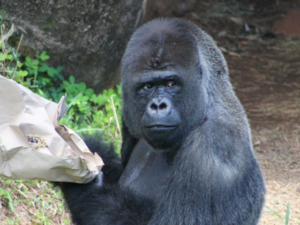 Zoológico de BH faz 67 anos neste domingo com atividades abertas