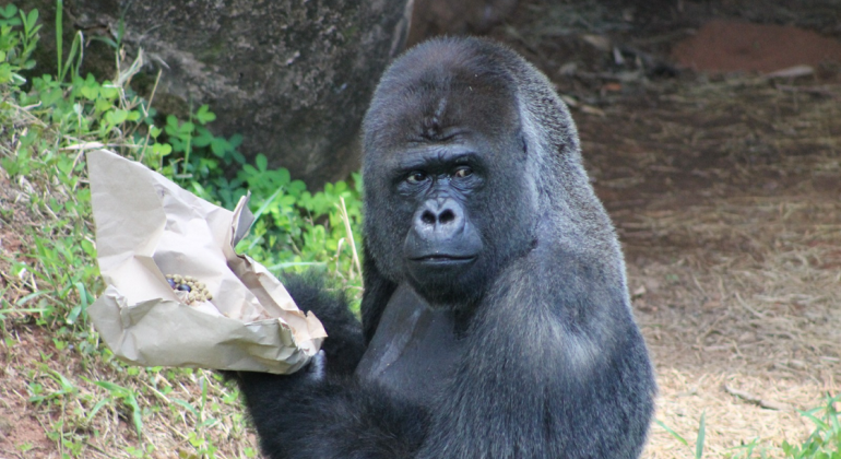 Zoológico de BH faz 67 anos neste domingo com atividades abertas