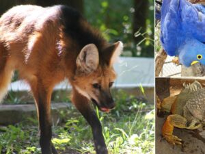 Zoológico de Belo Horizonte completa 67 anos e prepara programação especial nas férias de janeiro, com atividades educativas para toda a família