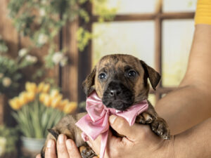 Del Rey vira ponto de adoção pet no carnaval