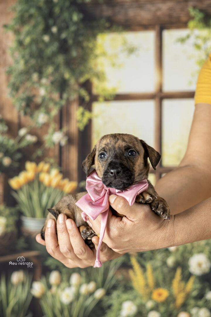 Del Rey vira ponto de adoção pet no carnaval