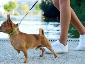 Cachorro pequeno de coleira verde caminha ao lado das pernas de uma pessoa em tênis branco.