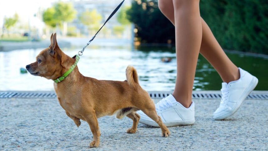 Cachorro pequeno de coleira verde caminha ao lado das pernas de uma pessoa em tênis branco.