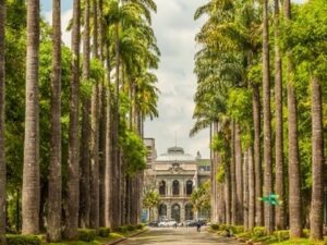 Alameda de palmeiras altas, edifícios clássicos ao fundo e carros estacionados.