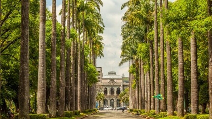Alameda de palmeiras altas ladeando uma via com um edifício histórico majestoso ao fundo.