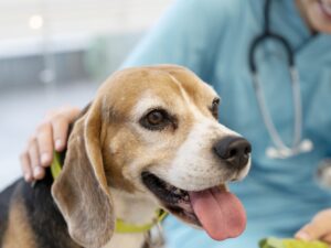 Atendimento veterinário a cachorro em clínica