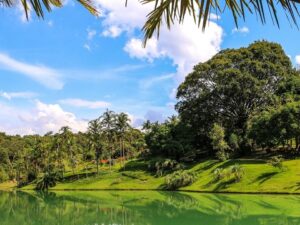 Lago calmo refletindo árvores exuberantes, palmeiras e grama sob céu azul com nuvens.