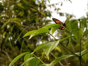 Borboleta monarca laranja e preta pousada em folha verde, com vegetação desfocada.