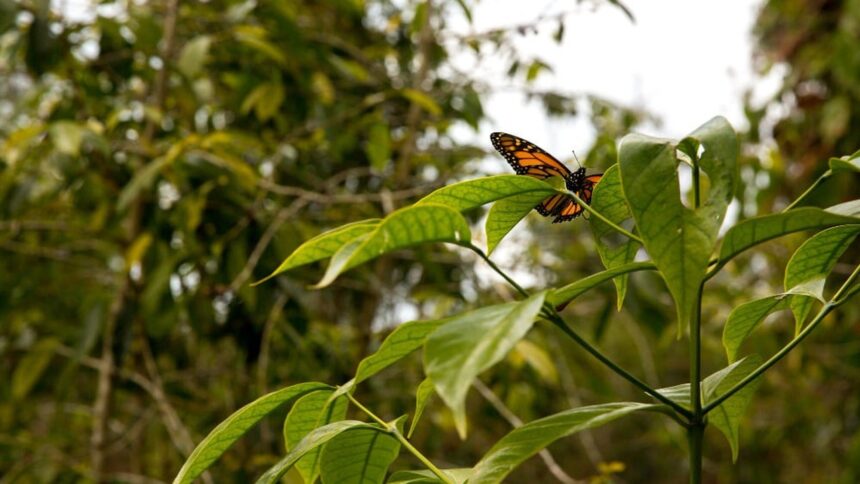 Borboleta monarca laranja e preta pousada em folha verde, com vegetação desfocada.