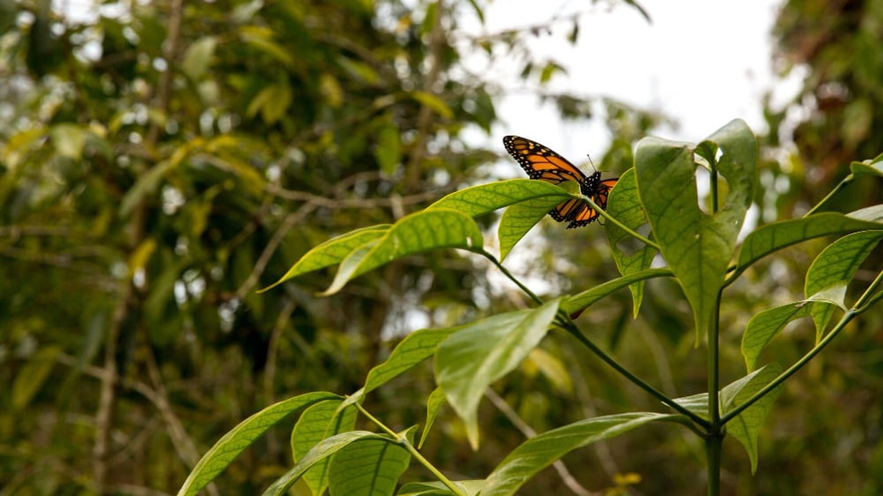 Borboleta monarca laranja e preta pousada em folha verde, com vegetação desfocada.