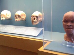 Três réplicas de crânios e uma reconstrução facial em busto de mulher, expostos em museu.