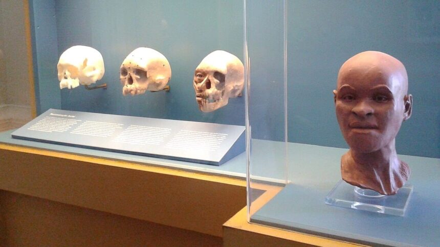 Três réplicas de crânios e uma reconstrução facial em busto de mulher, expostos em museu.