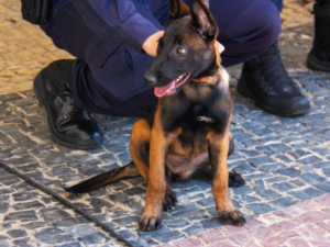 Filhote Kira reforça equipe da Guarda Municipal de BH