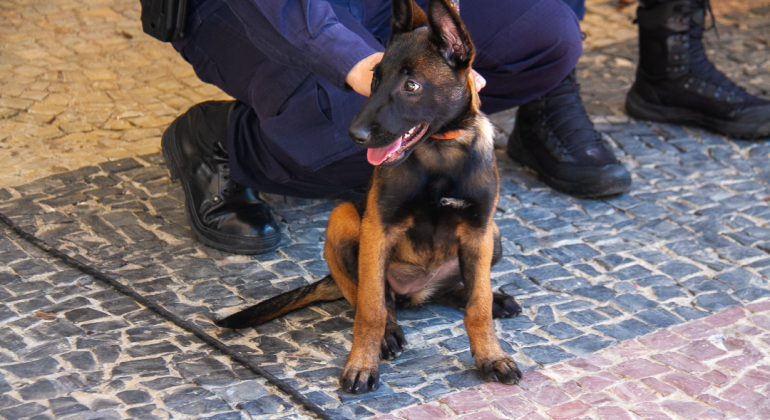 Filhote Kira reforça equipe da Guarda Municipal de BH