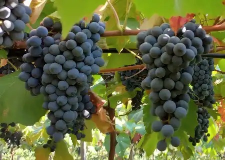 Festival no Parque das Mangabeiras terá vinhos, gastronomia típica do frio e atrações musicais ao ar livre em Belo Horizonte
