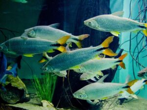 Interior do Aquário da Bacia do Rio São Francisco, no Zoológico de Belo Horizonte, com tanques de peixes de água doce durante a visitação