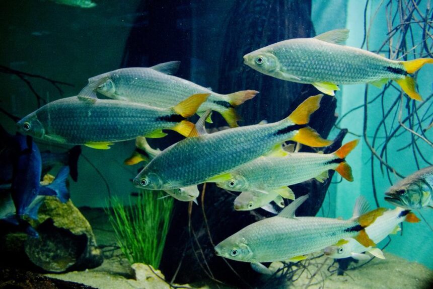 Interior do Aquário da Bacia do Rio São Francisco, no Zoológico de Belo Horizonte, com tanques de peixes de água doce durante a visitação