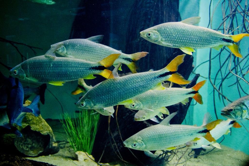 Interior do Aquário da Bacia do Rio São Francisco, no Zoológico de Belo Horizonte, com tanques de peixes de água doce durante a visitação