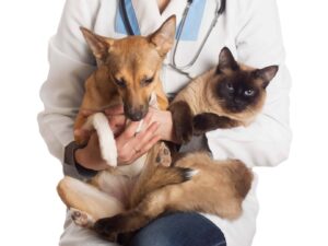 Ações oferecem castração e microchipagem gratuitas para pets e devem atender mais de 1,7 mil animais na Região Metropolitana