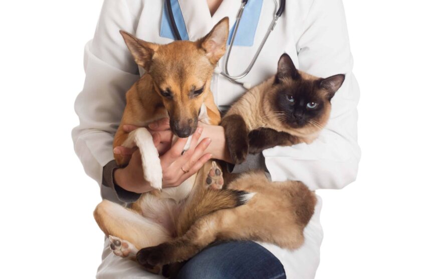 Ações oferecem castração e microchipagem gratuitas para pets e devem atender mais de 1,7 mil animais na Região Metropolitana