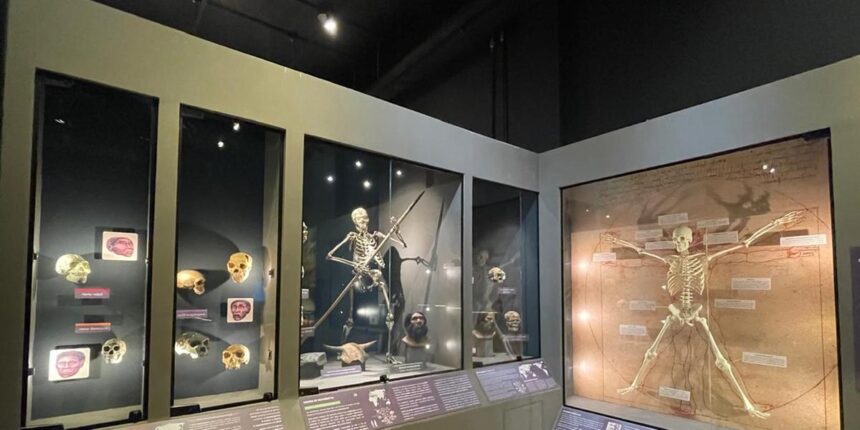 Exposição "O Fenômeno Humano: o Caminhar da Humanidade"