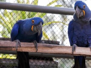 Zoo de BH